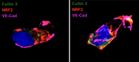 close up images of cells showing distribution of different molecules within